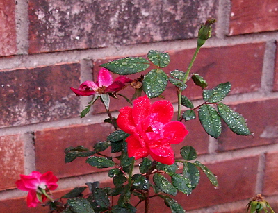 [A bloom and rose bush leaves with many water droplets on them.]